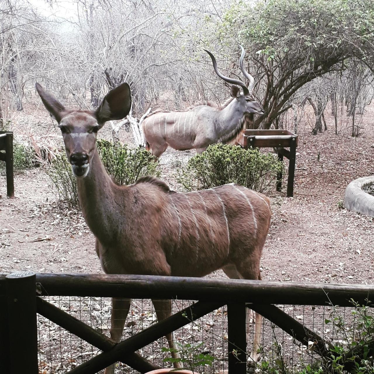 HomeBase Kruger Marloth Park Exterior foto